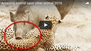 Amazing Animal save other animal 2016