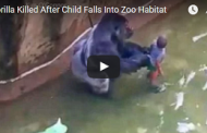 Gorilla Killed After Child Falls Into Zoo Habitat