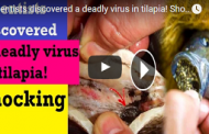 Scientists discovered a deadly virus in tilapia! Shocking! philippines news