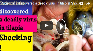 Scientists discovered a deadly virus in tilapia! Shocking! philippines news