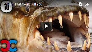 10 Fish That Could Kill You