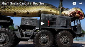 Giant Snake Caught in Red Sea